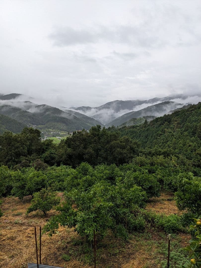 今だけ青柚子２０kg（愛媛県産）。そうめんの薬味、冷奴、刺身、酒、焼酎に◎