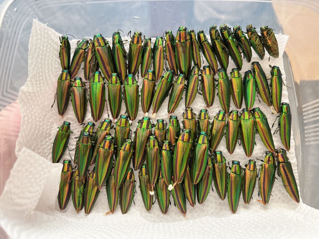 リ*ダ様 緑色と金色の光沢 昆虫標本 タマムシ約67匹