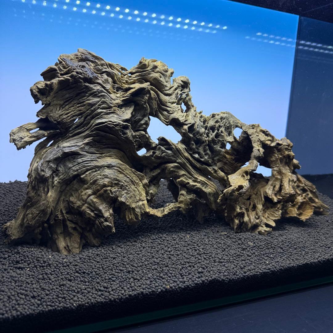 MJW-7237 「特選」ジンジャーウッド　60cm水槽用　天然流木3本セット