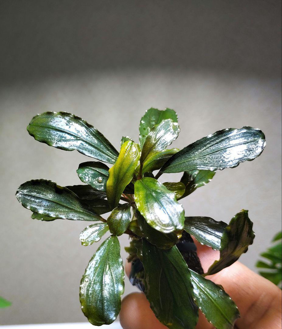 ブセファランドラ・Bucephalandra希少種群生美株セット１セット限定出品