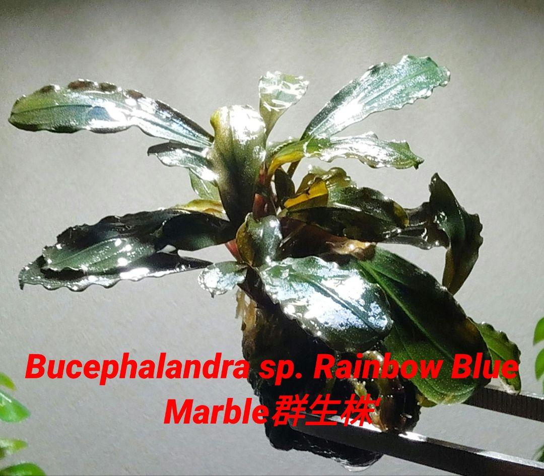 ブセファランドラ・Bucephalandra希少種群生美株セット１セット限定出品