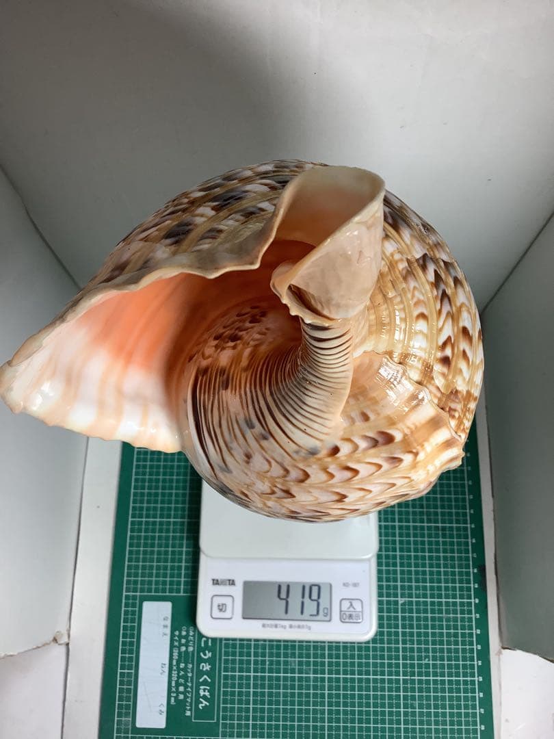 ヤフメリ9・法螺貝・山伏・修験者・羽黒山・金峯山・戦国武将・縁起物・魔除・熊除笛