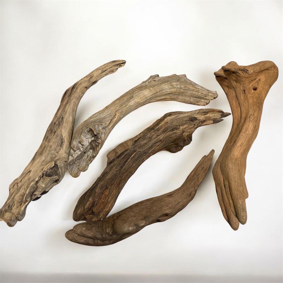 水槽 大きい流木 5点セット⚫︎アクアリウム イモリウム 天然流木 レイアウト