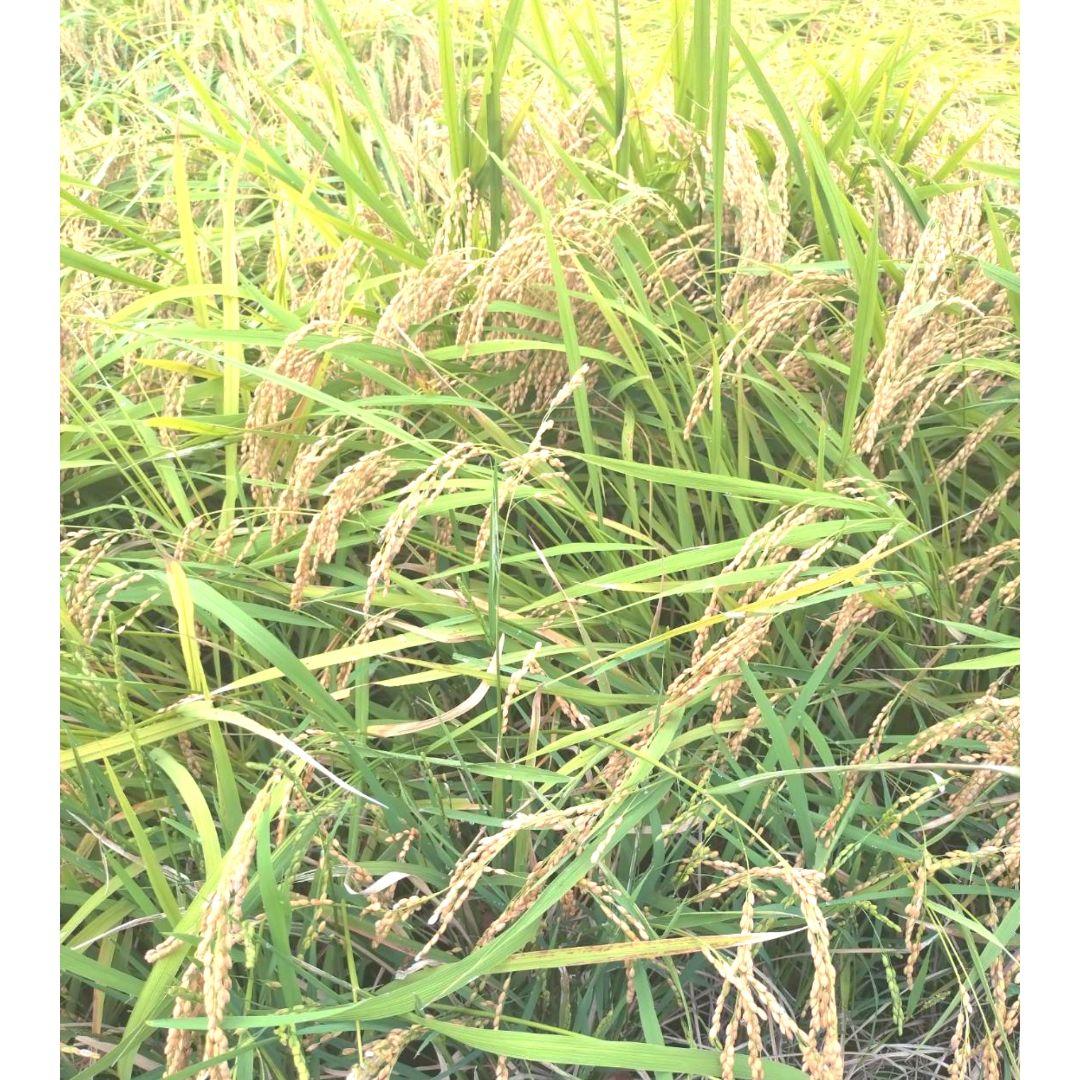 R7年富山県産コシヒカリ玄米5kg×2袋✳️関東、東海、信越、関西地域限定