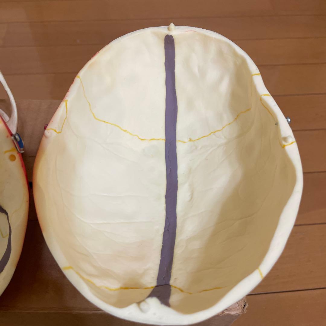 A 22/1 解剖学的頭蓋骨模型 3B