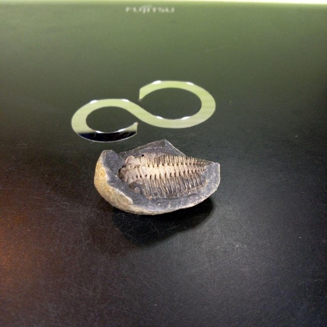 三葉虫　化石　fossil　海　ボリビア産　trilobite　海生動物種別⑩