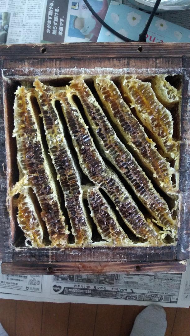 日本ミツバチ蜂蜜百花蜜　1000ｇ２本