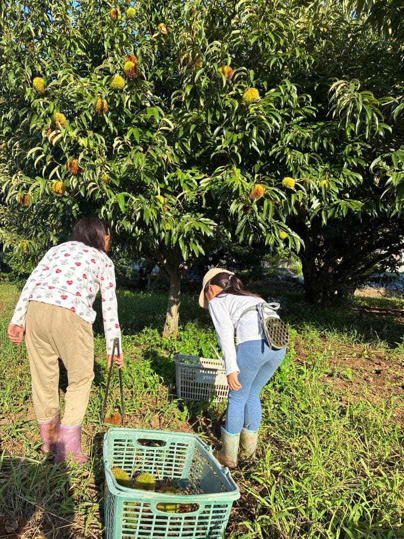 ⑥⓪自宅で栗拾い☘️無農薬生栗★自宅で栗拾い★阿蘇山天然水使用★朝採り発送