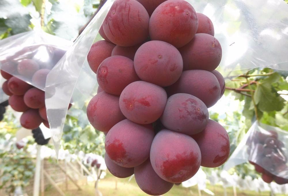 激安【幻の高級ぶどう】クイーンニーナ葡萄（種無し）5kg