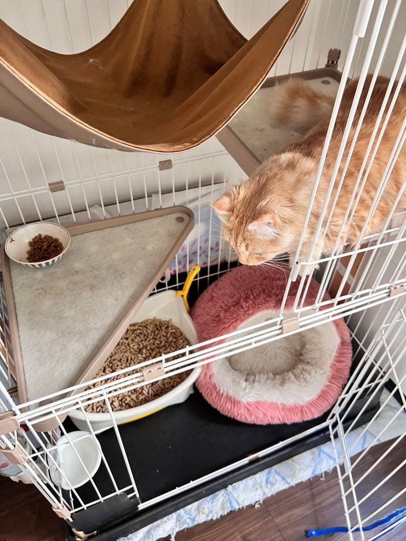 コジマのキャットケージ ハンモック付き　ウッドワンサークル