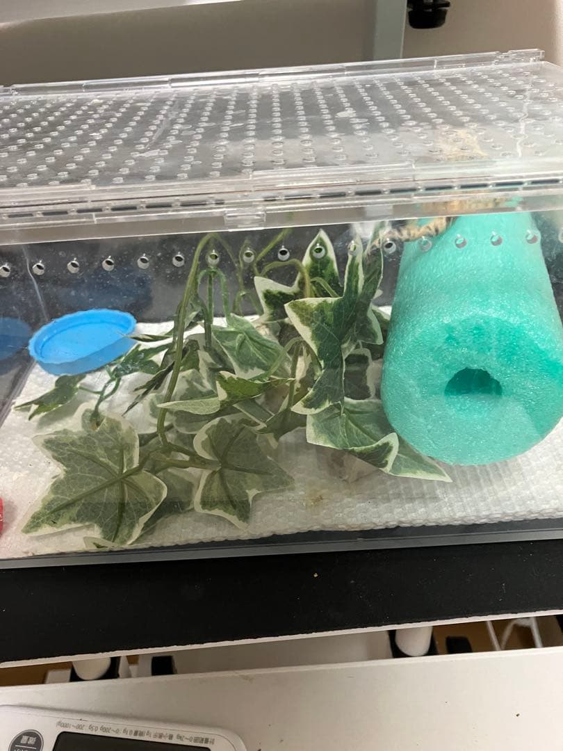 【ヘルズ】爬虫類ケージ　ゲージ　特別ヘルズ様限定リピート割