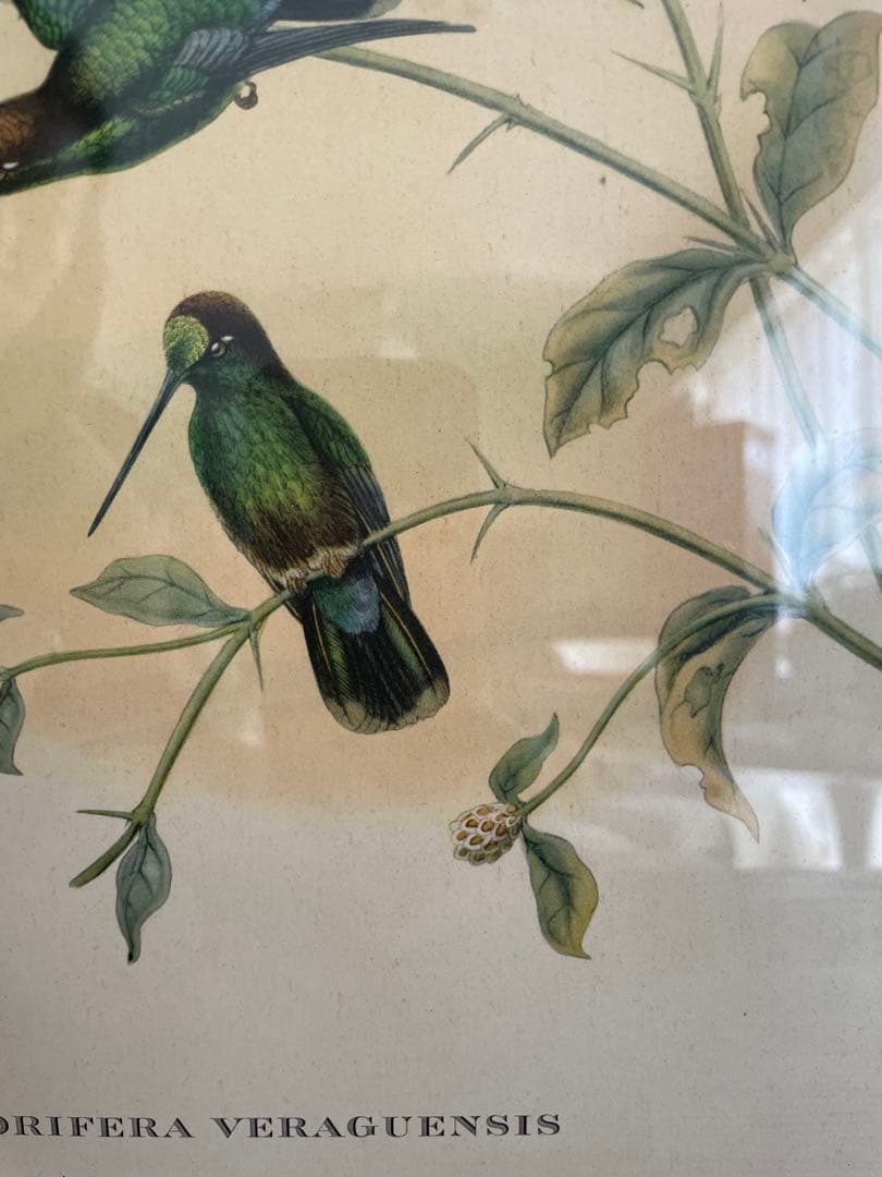 アンティーク　フレーム 鳥の絵画　リトグラフ