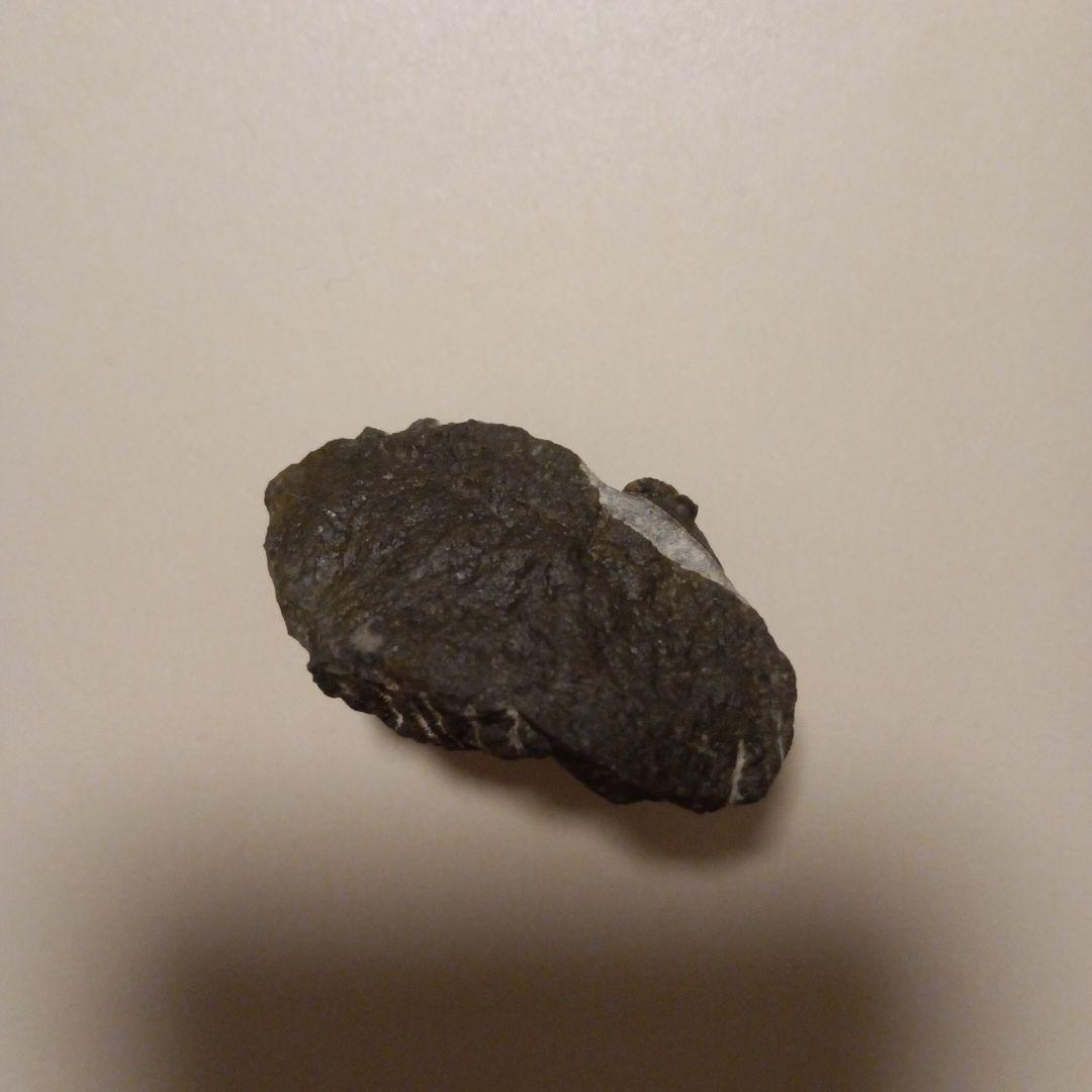 三葉虫モロッコ産⑦ゲラストスGerastos？化石デボン紀