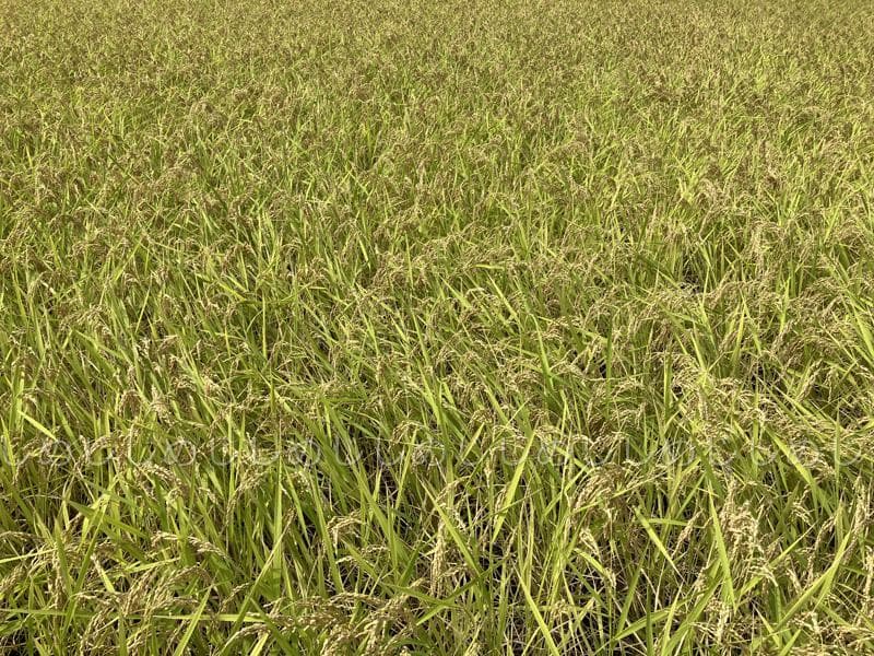 魚沼産コシヒカリ　令和7年産　白米　10キロ　米農家直送　送料無料