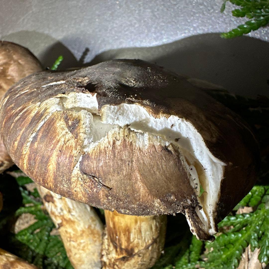 訳あり品‼️国産天然松茸‼️510g‼️