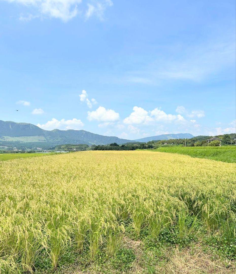 3 R7年 自然栽培米 2品種食べ比べセット10kg（5kg×2）玄米 セット