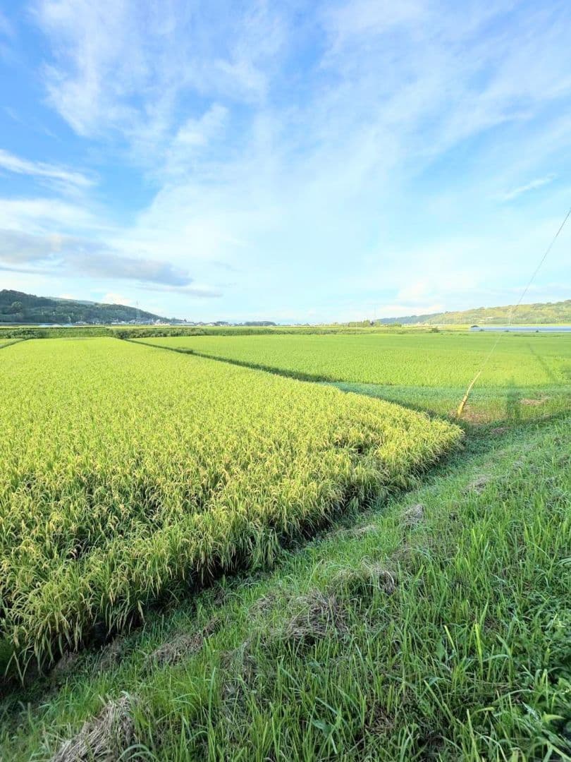 3 R7年 自然栽培米 2品種食べ比べセット10kg（5kg×2）玄米 セット