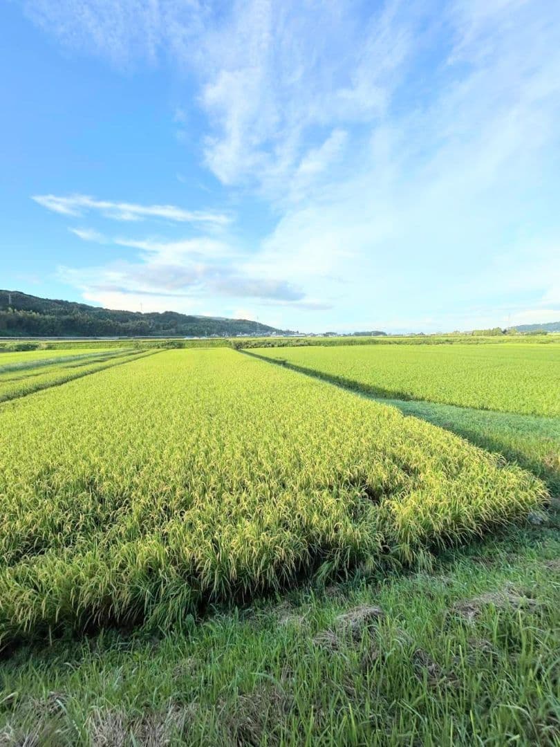 3 R7年 自然栽培米 2品種食べ比べセット10kg（5kg×2）玄米 セット