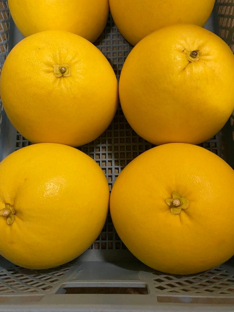 晩白柚 約1.8kg×6個