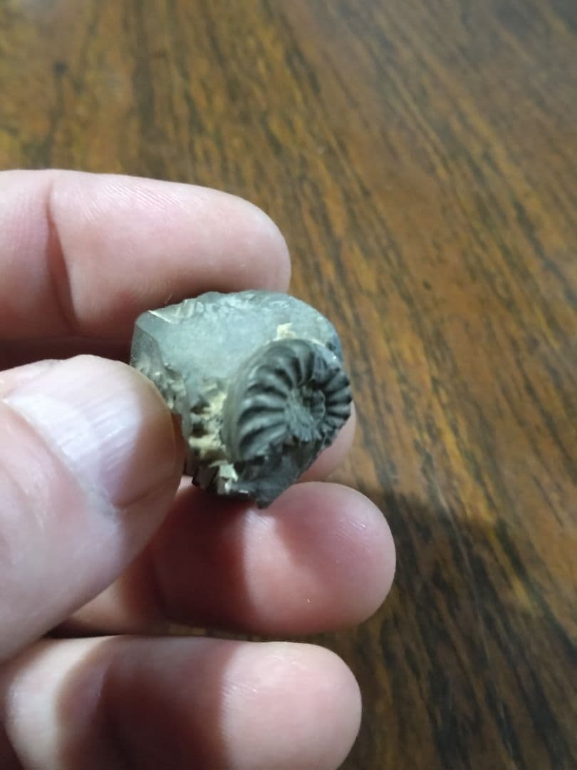 世界のアンモナイト　化石 ヘマタイト　方解石置換