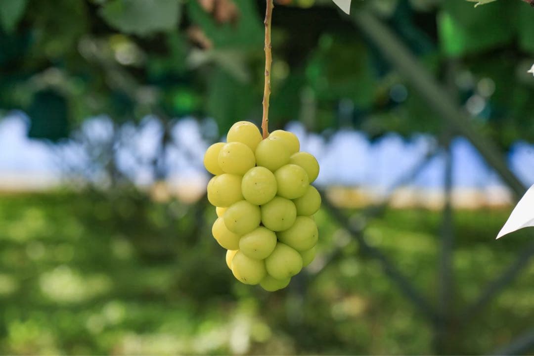☆7~8房ぶどうの玉手箱☆ 4kg 新鮮なぶどう（緑・赤・黒）詰め合わせセット