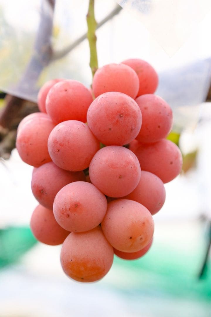 ☆7~8房ぶどうの玉手箱☆ 4kg 新鮮なぶどう（緑・赤・黒）詰め合わせセット