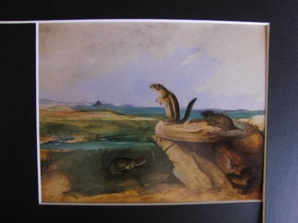 John Woodhouse Audubon、「WOOD RAT」