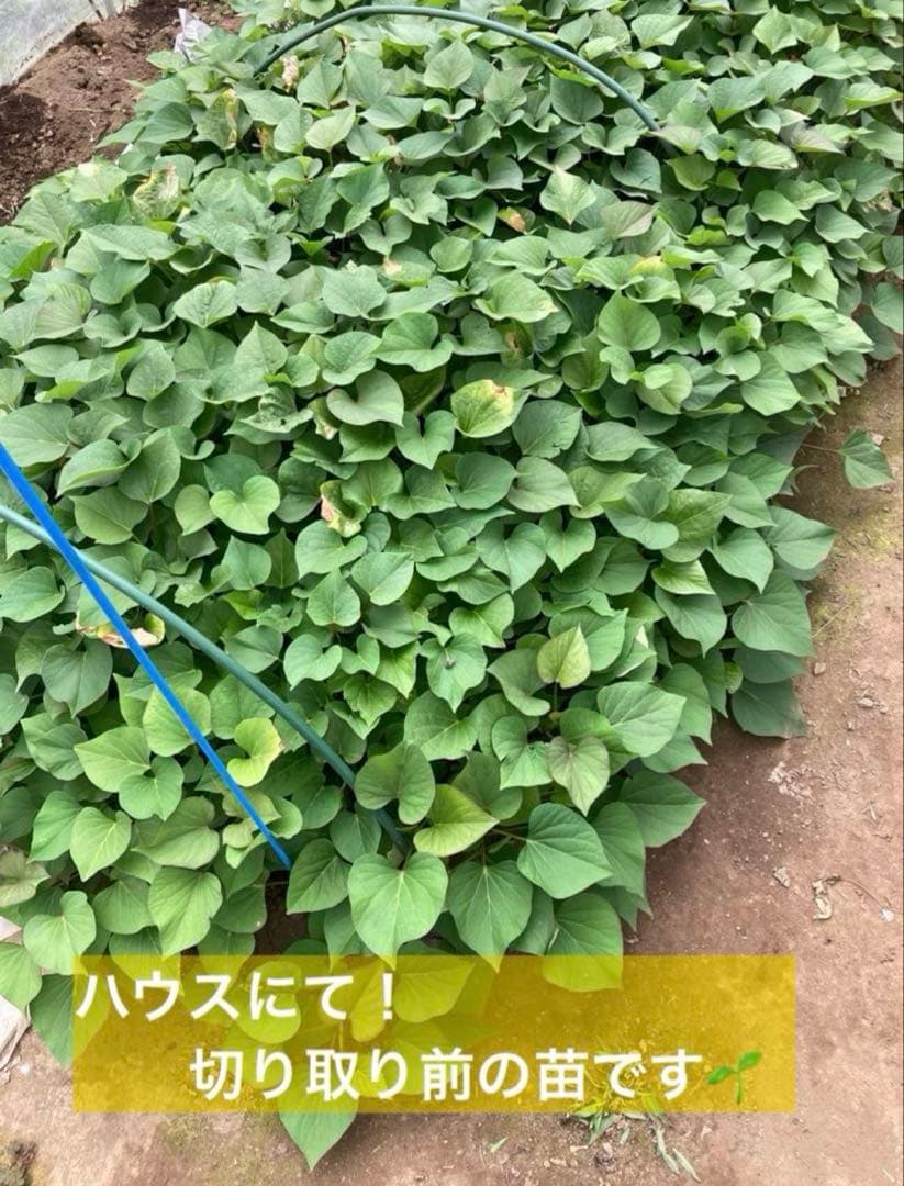 訳あり　丸干し芋 生産農家だからできると〜てもお得‼️ なまとめ売り 11kg