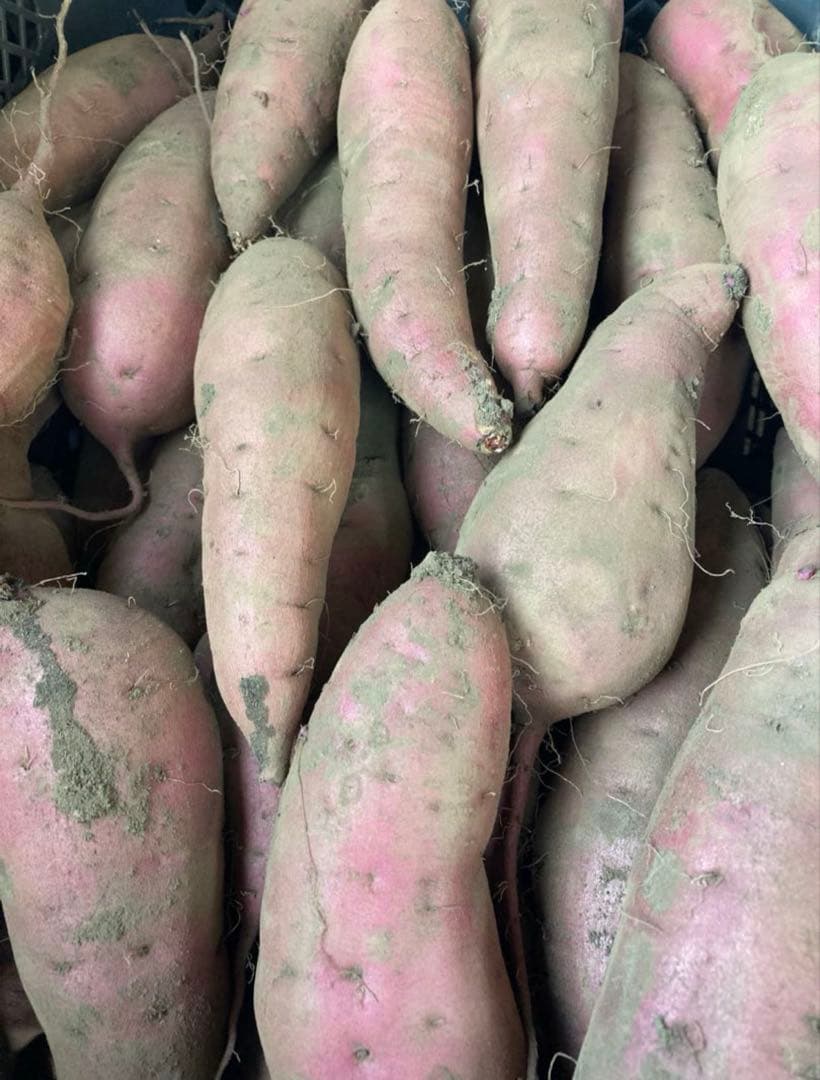 訳あり　丸干し芋 生産農家だからできると〜てもお得‼️ なまとめ売り 11kg