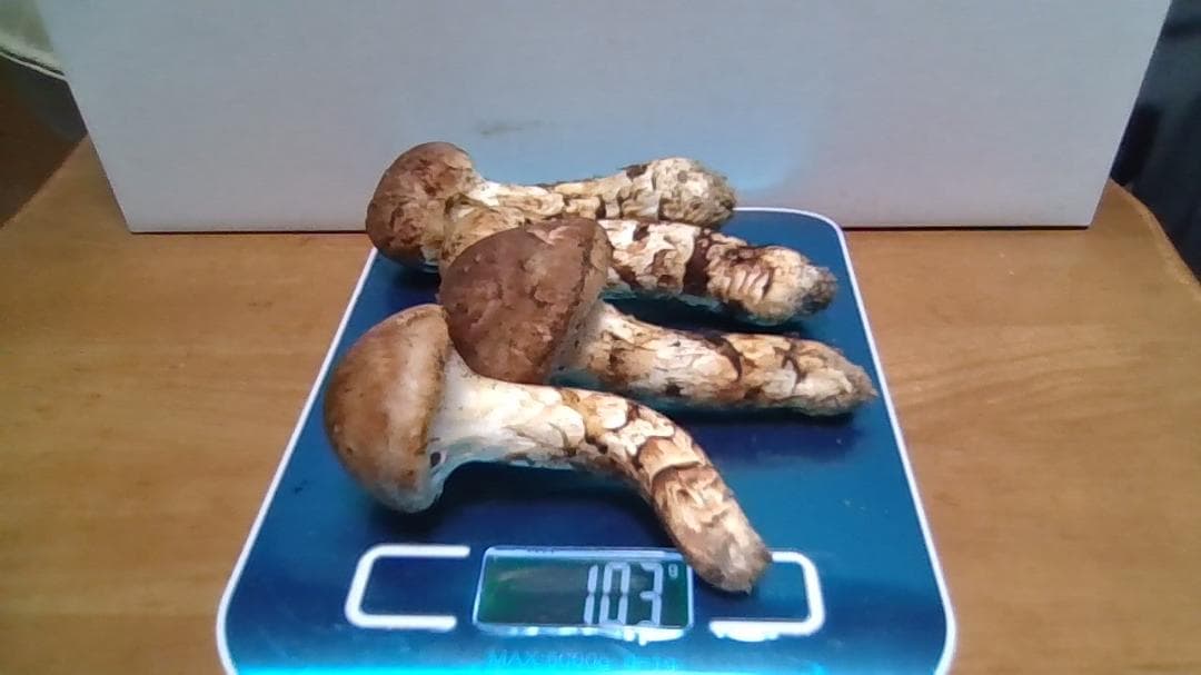 松茸　岡山産１０３ｇ