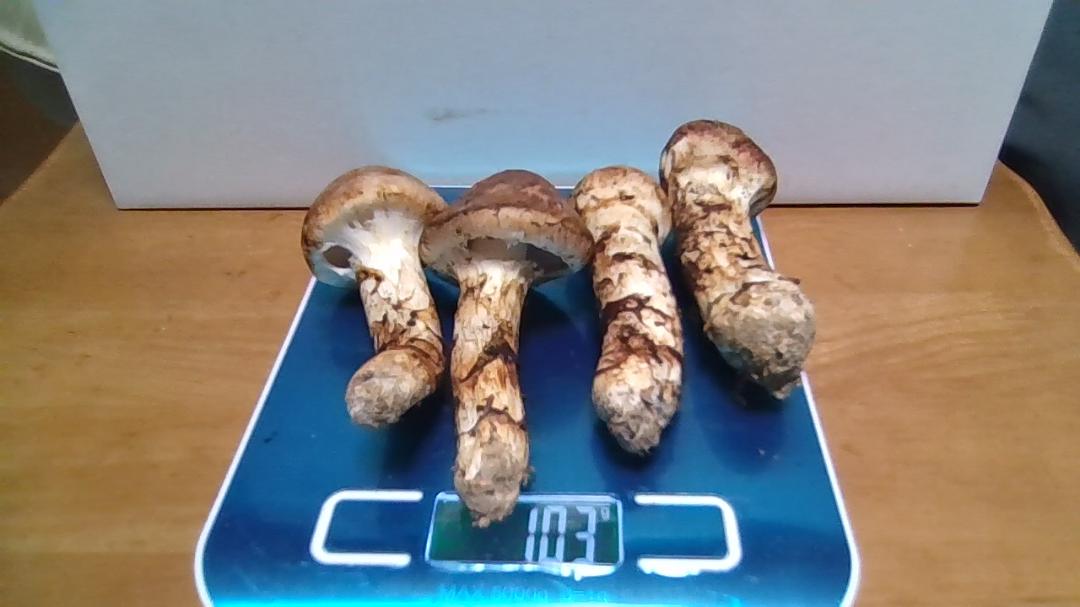 松茸　岡山産１０３ｇ