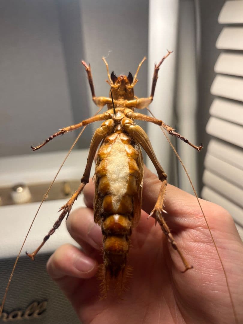 【大人気種】リオック Sia ferox コロギス 昆虫標本デュビアタランチュラ