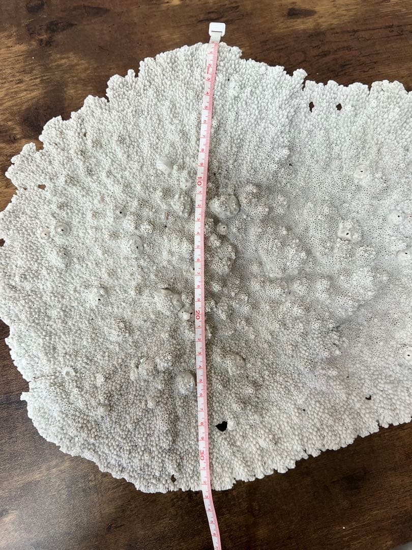 激レア！希少 本物 テーブルサンゴ 珊瑚