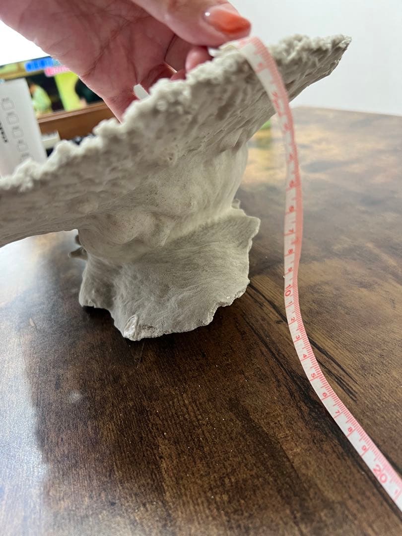 激レア！希少 本物 テーブルサンゴ 珊瑚