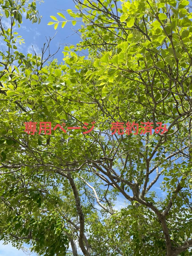 入手困難　村上開新堂クッキー１号缶　未開封