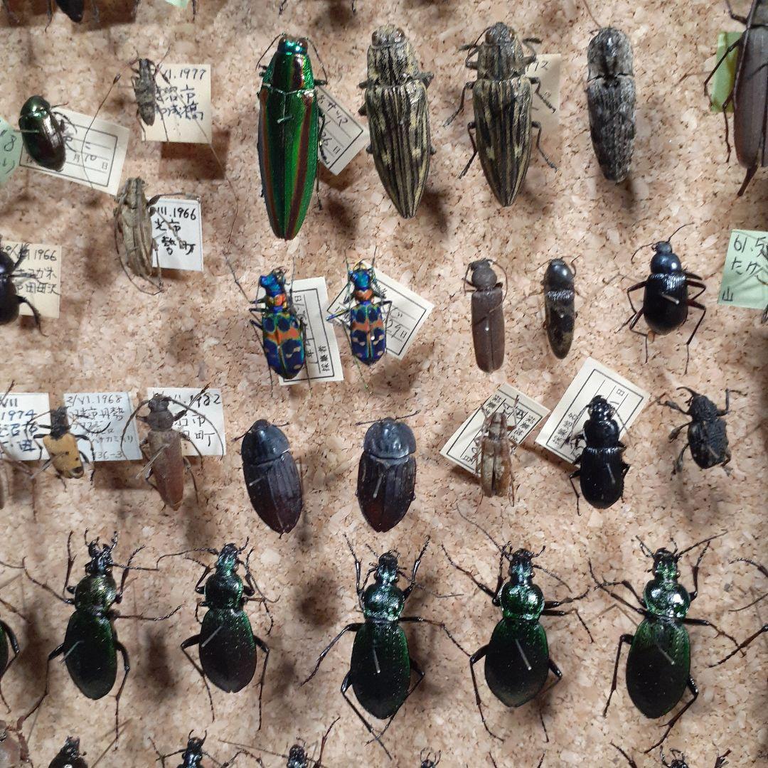 甲虫標本　カミキリムシ、オサムシほか66頭。大型ドイツ標本箱入り