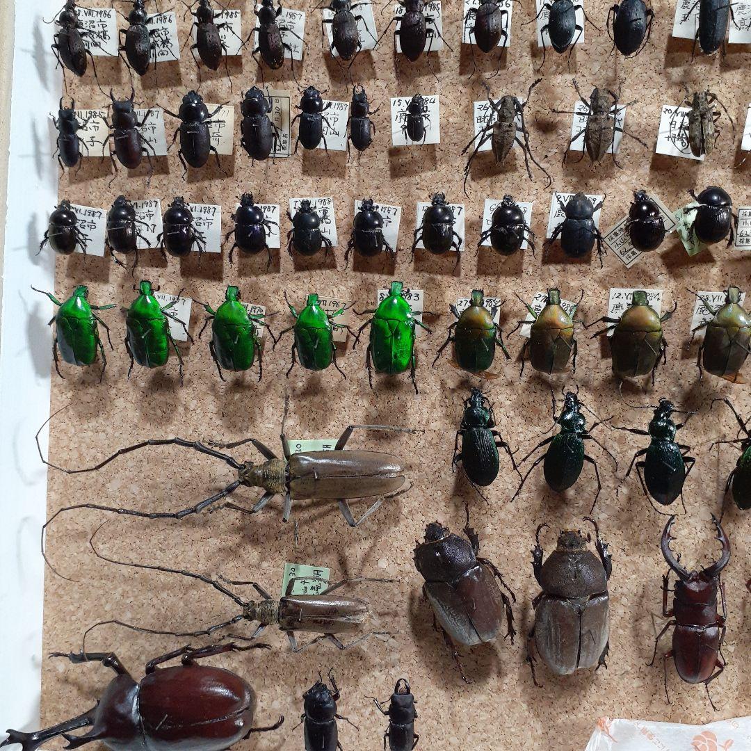 甲虫標本　カミキリムシ、オサムシほか66頭。大型ドイツ標本箱入り