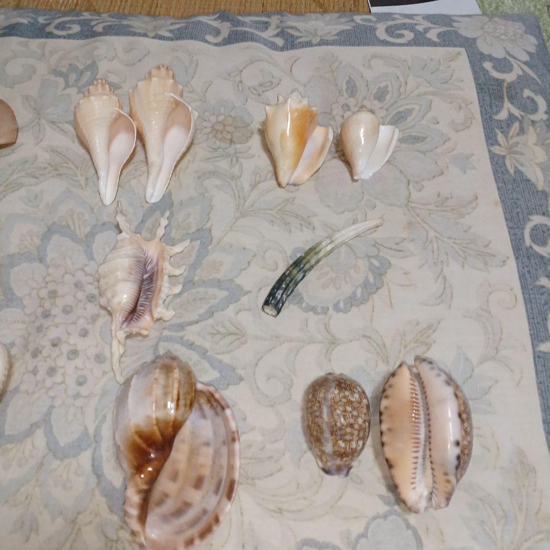 個性的な各種巻き貝厳選18個