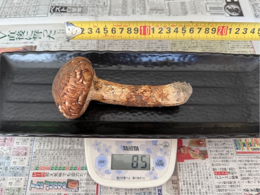 松茸　北海道　300g 訳あり　送料込
