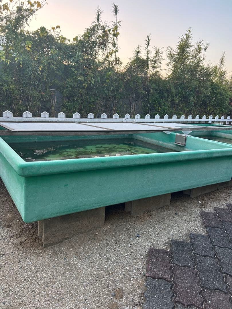 大型プラスチック水槽 緑色