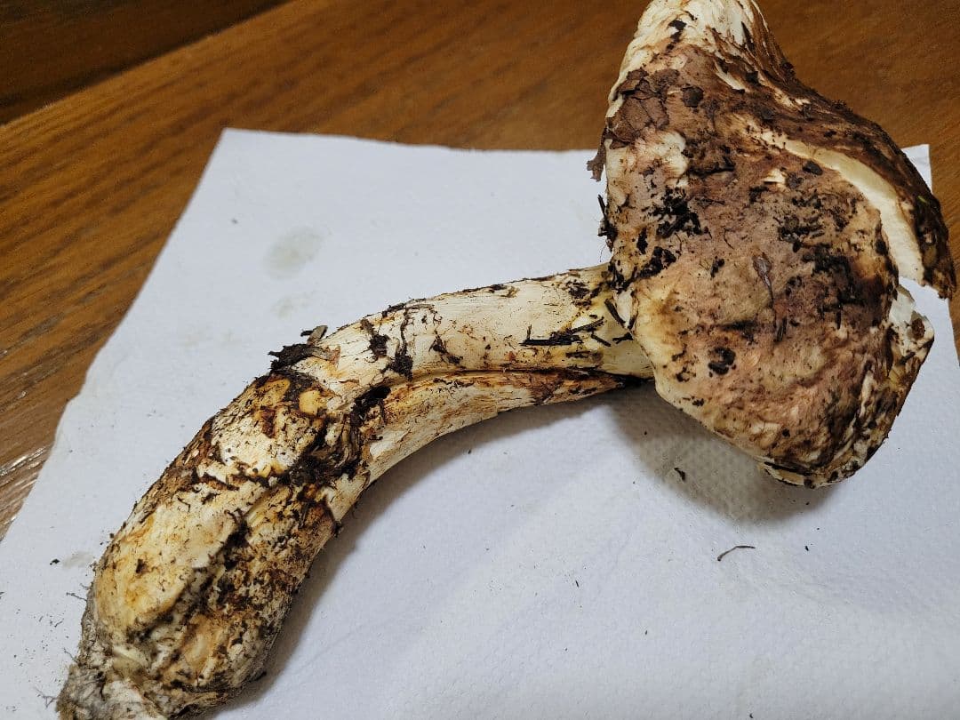 特大　国産　岩手県産　松茸　330g