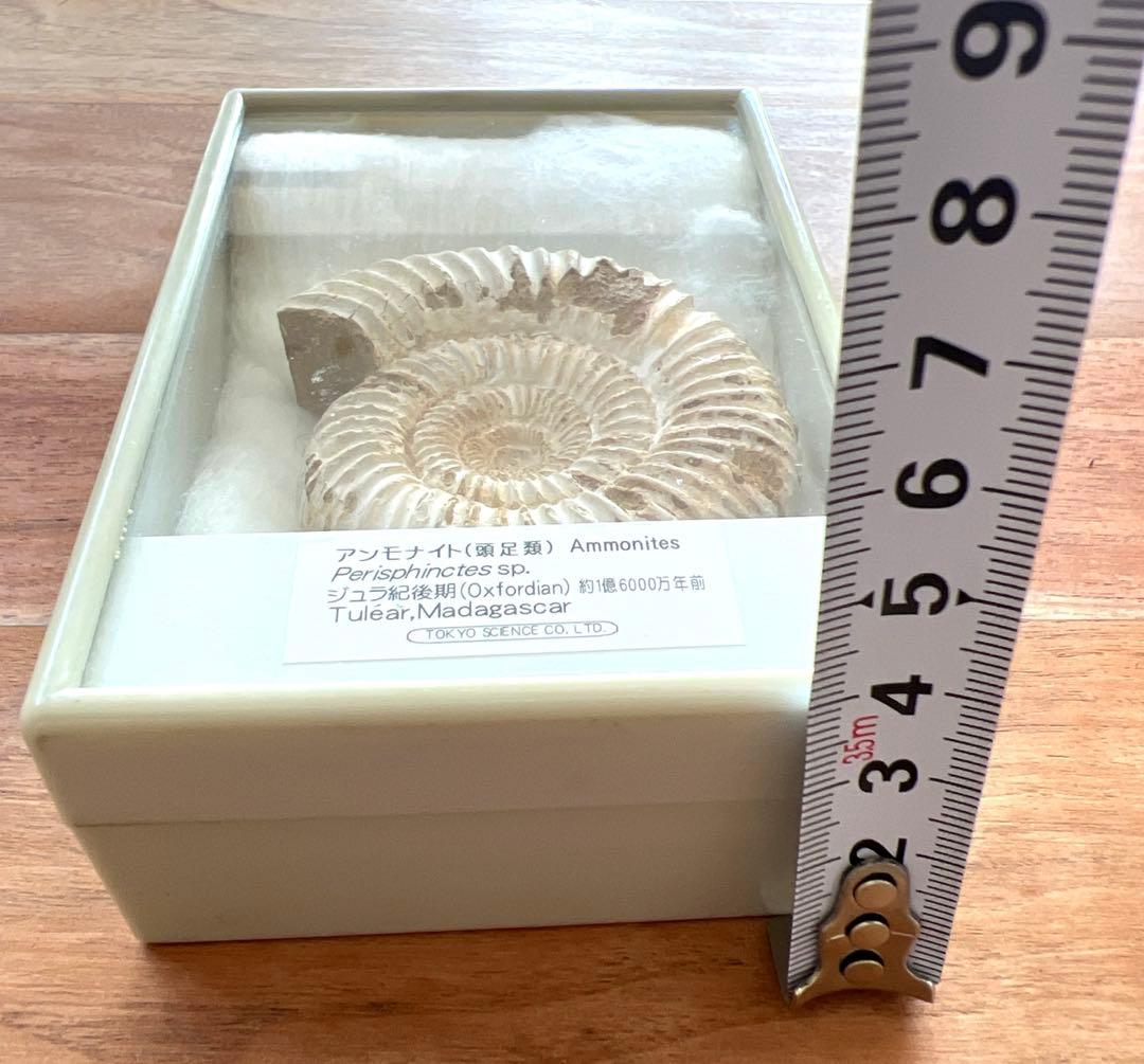 ジュラ紀 アンモナイト標本 Perisphinctes sp.約1億6000年前