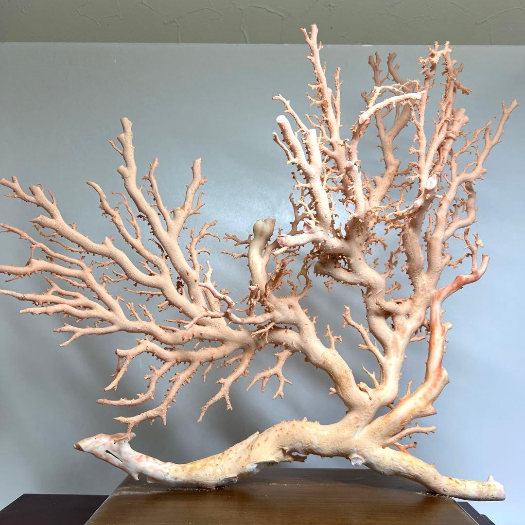 本桃色珊瑚　超特大原木　ガラスケース付　東Y8-0105☆2Fタサオ