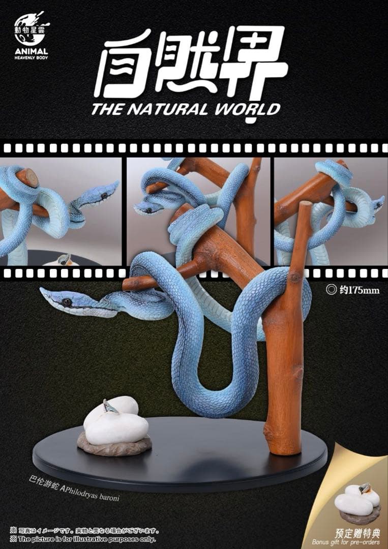 【動物の惑星】バロンコダマヘビ　特典たまご付き