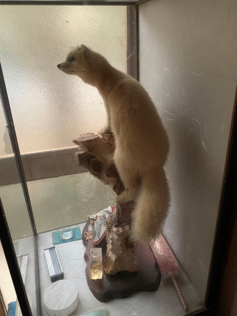 『テン』の剥製　はくせい　置き物