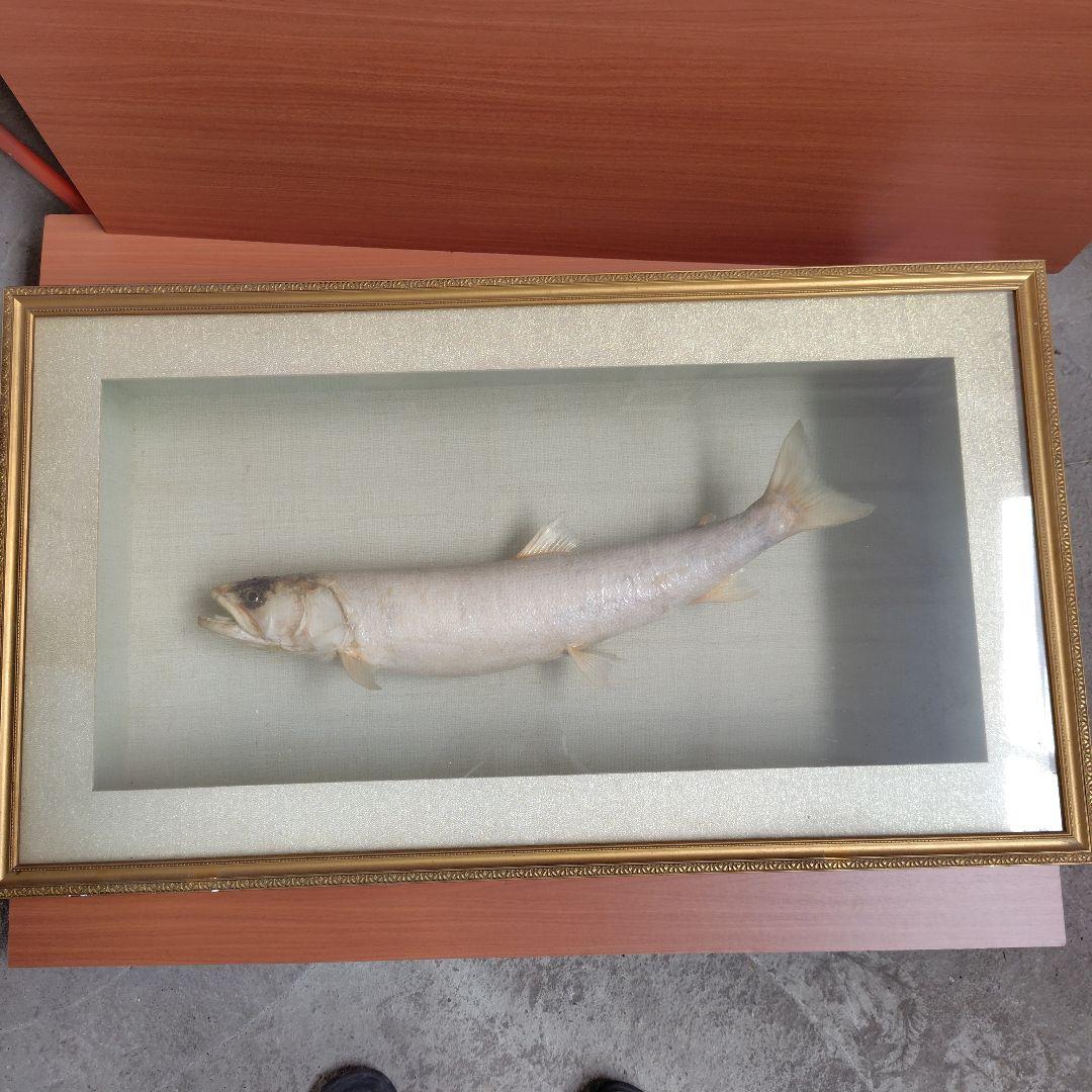 イトウの標本（剥製）