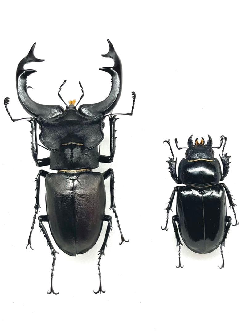 ユダイクスミヤマクワガタ　ペア　標本