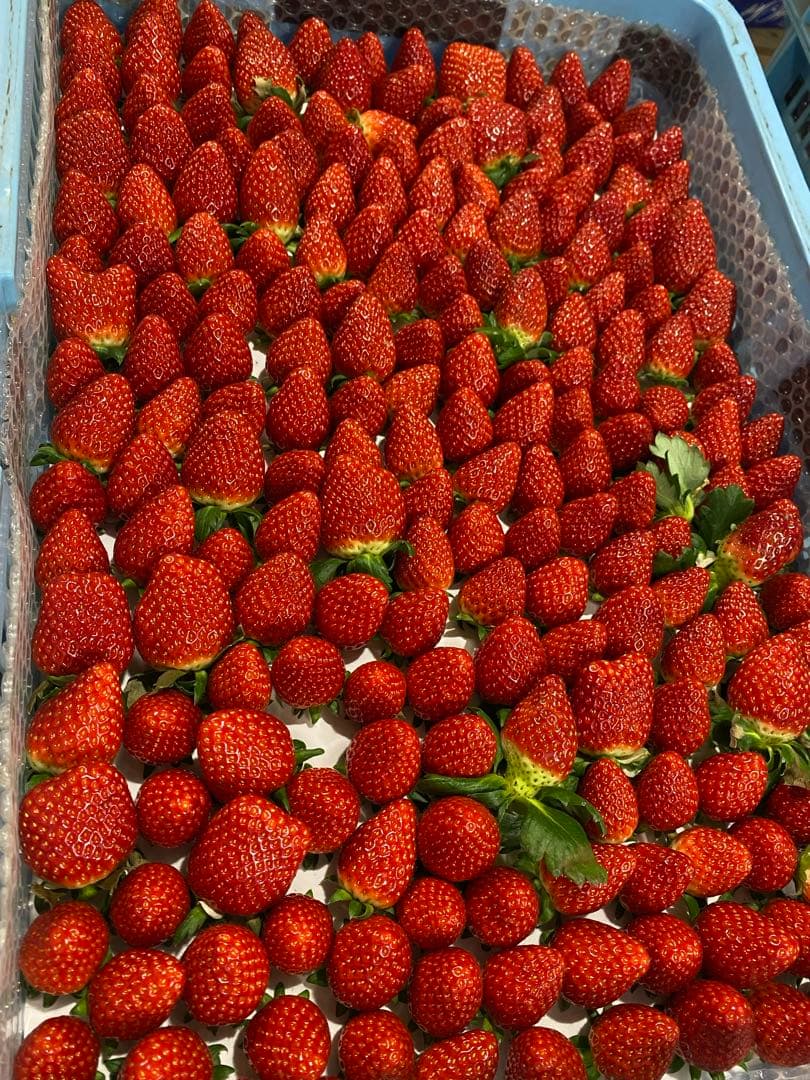 ‼️期間限定‼️【クール便送料込】スターナイト朝採いちご2箱8パック入2kg以上