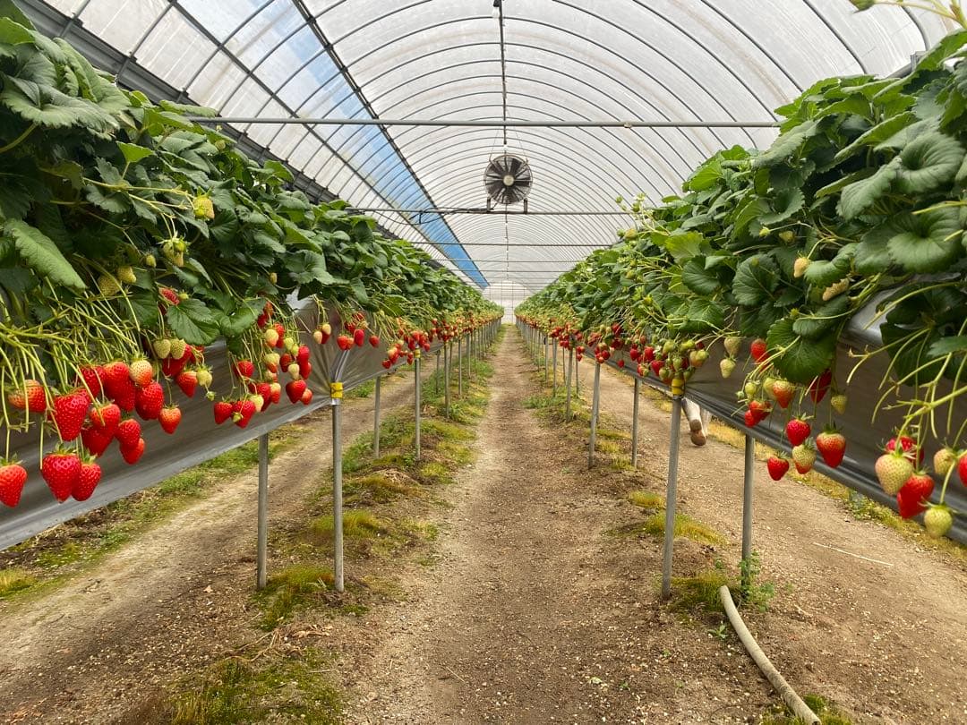 ‼️期間限定‼️【クール便送料込】スターナイト朝採いちご2箱8パック入2kg以上