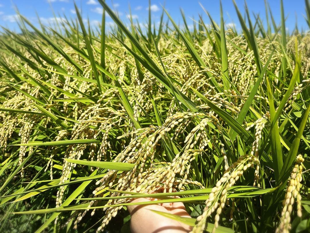 【令和7年度新米】近江米 ミルキークイーン 5kg＋コシヒカリ5kg